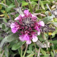 Teucrium ackermannii
